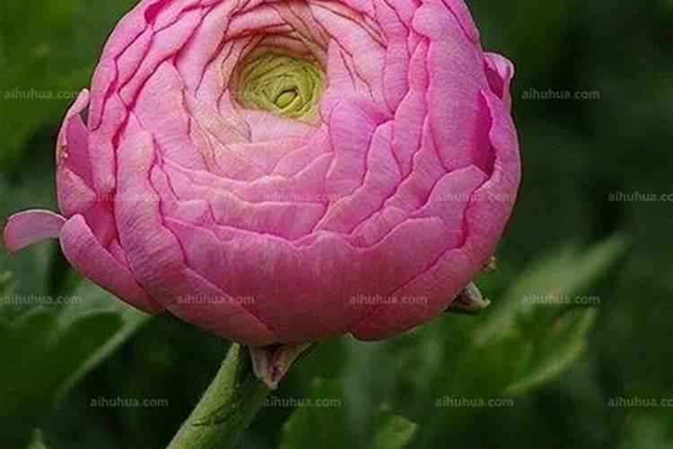 盆栽花毛茛应该如何施肥