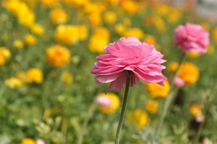 蝴蝶花毛茛如何施肥