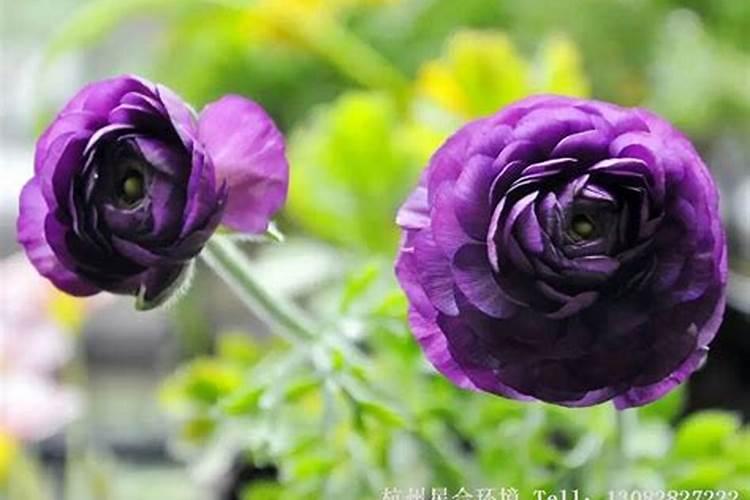 盆栽花毛茛要怎么施肥的方法和花期