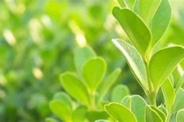 冬青树叶子发黄怎么办用什么肥料