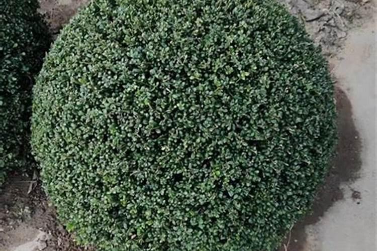 冬青球有毒吗？