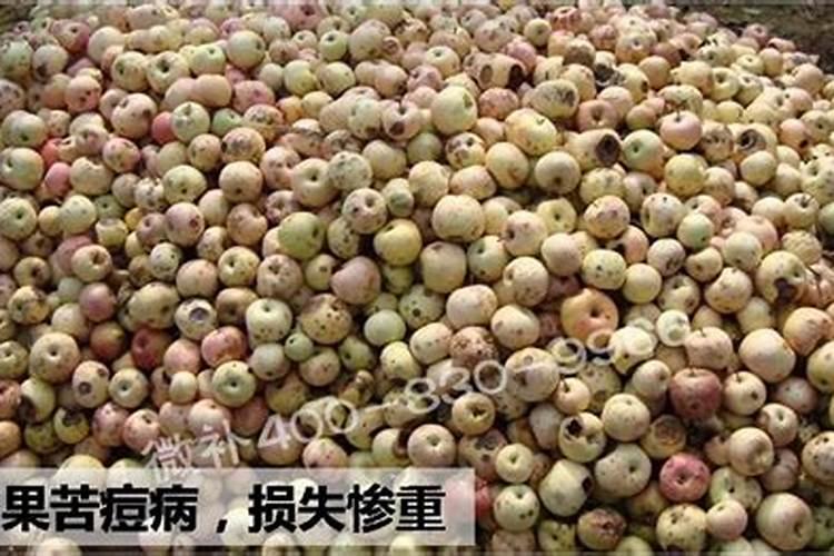 苹果用什么水溶肥好