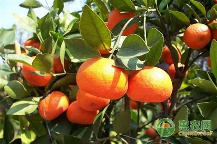 柑橘挂果用什么钙肥比较好？