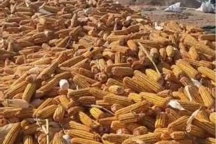 芋头用什么肥料最好