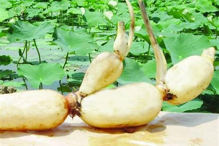 夏季种植玉米施肥很关键,夏季种植玉米有哪些施肥方法？