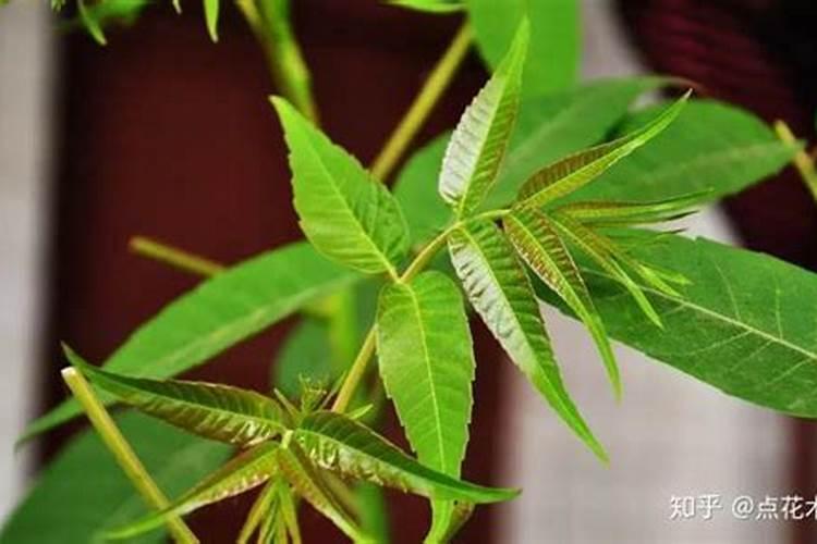 香椿树多久浇一次水