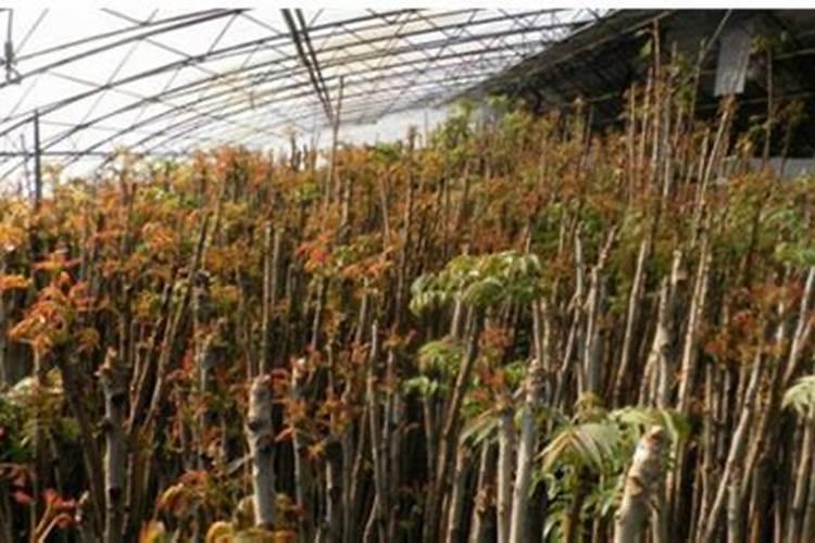 香椿立枯病都有何症状呢？如何用农药进行预防呢？