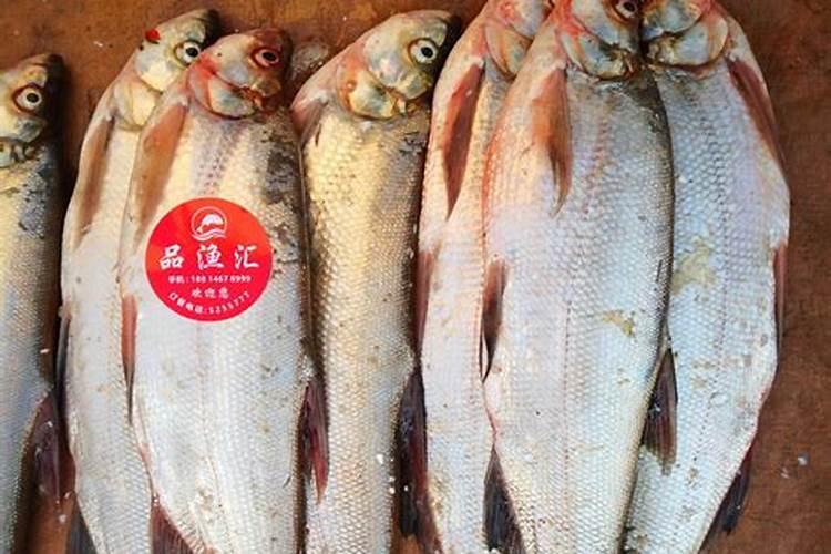 红尾巴的鱼是什么鱼
