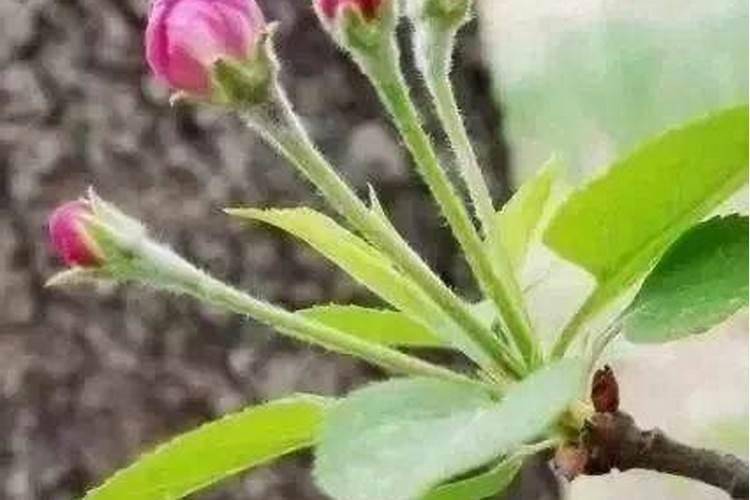 山东烟台红富士苹果树苗六年不开花是什么情况？