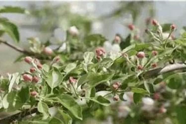苹果树种了四年不开花