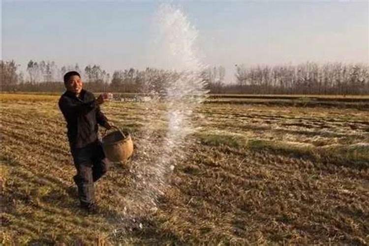 玉米地用什么肥料