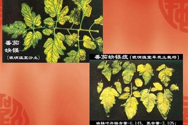 月季叶子蜡黄怎么办