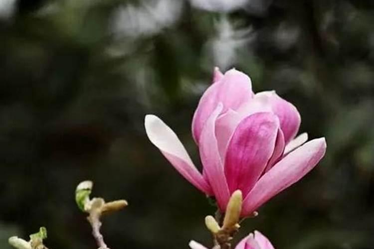 玉兰花有什么作用