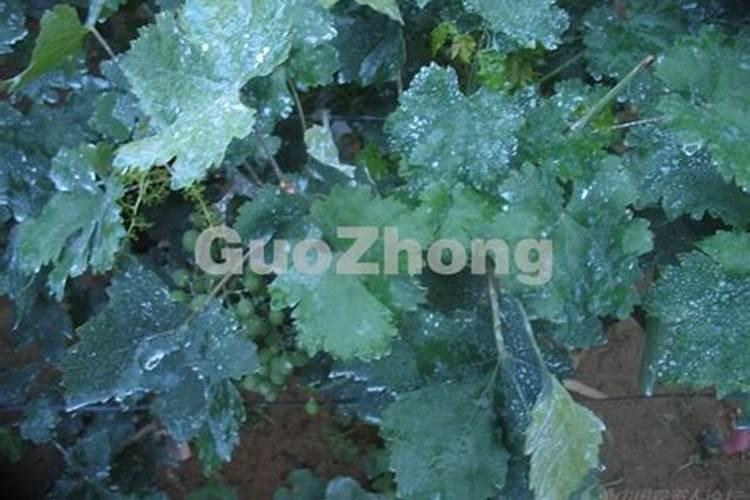 种蔬菜用什么肥料好