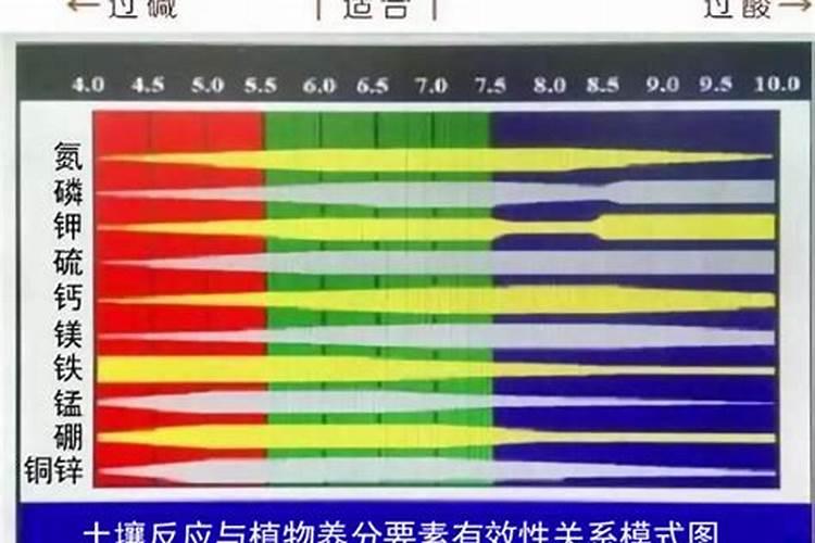 瓜果蔬菜叶面肥的正确使用方法(什么时候打叶面肥好)