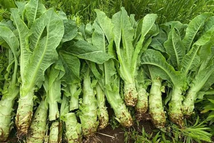 赤霉素、芸苔素、多效唑用法大汇总!