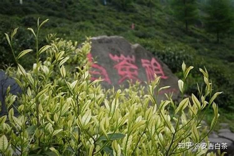 花生麸做基肥对茶树有什么营养