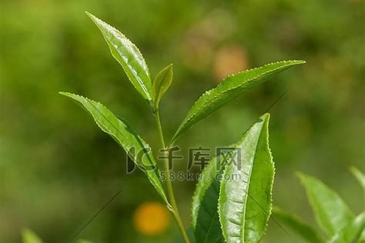 茶树如何配施氮、磷、钾,达到营养元素平衡供应？