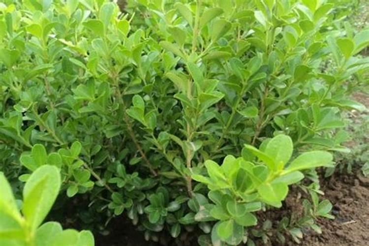 黄杨新桩施肥方法 黄杨盆景施肥方法