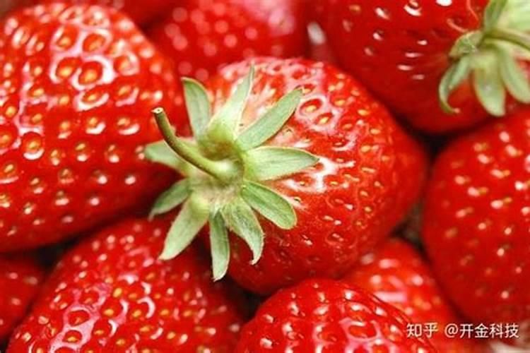 鱼蛋白肥料的功效与作用