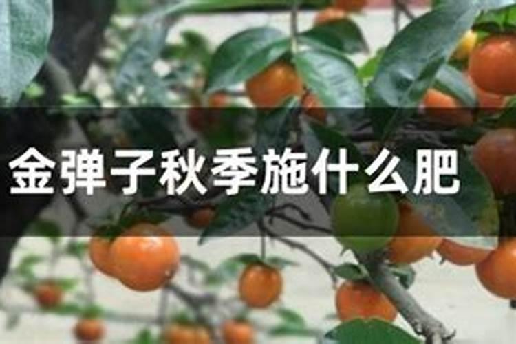 金弹子喜肥吗 喜欢施什么肥料