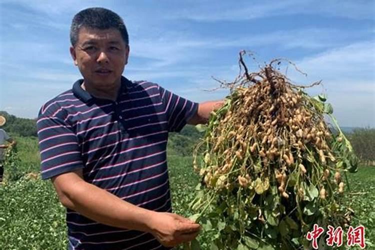 花生用什么叶面肥好 花生施肥注意事项