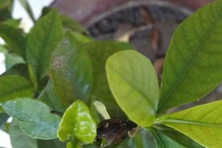 在家里养了一盆花,请问栀子花叶子发黄怎么回事呢？