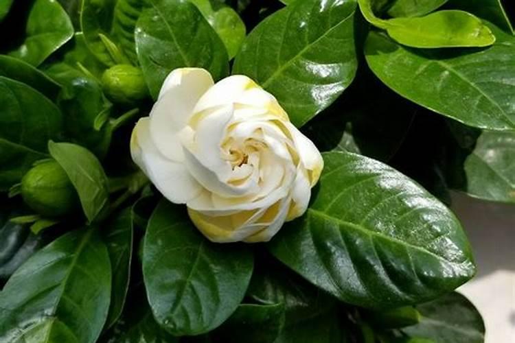 还是关于栀子花的问题