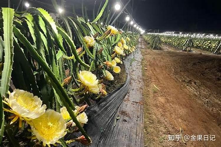农作物炭疽病有特效药