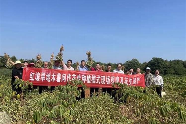 夏季花生用什么叶面肥