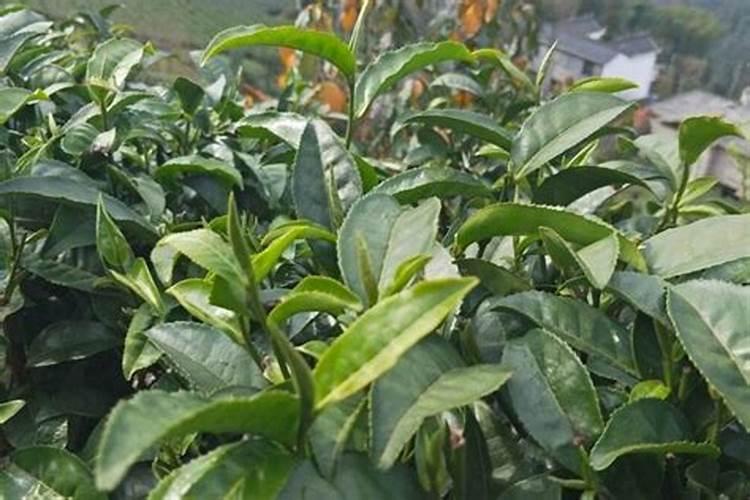 芒果施肥用什么肥料好呢