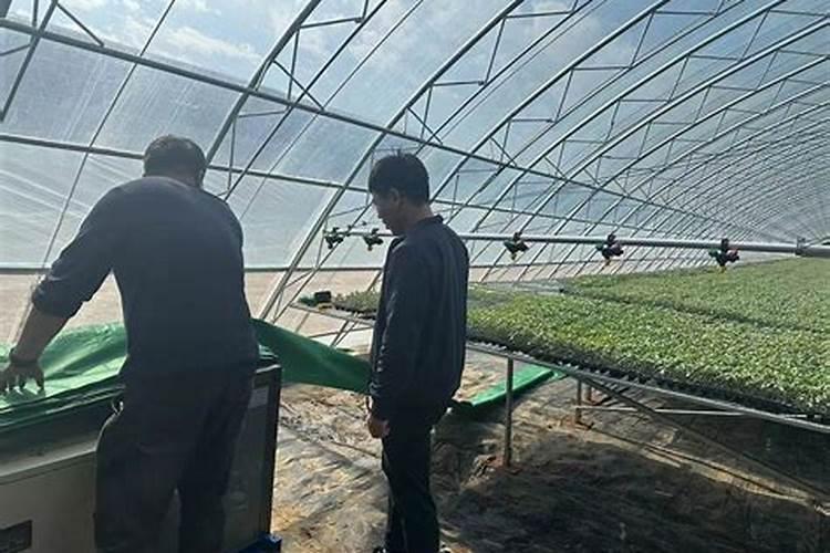 大棚蔬菜专用的种植em菌液有哪些好处怎样使用呢