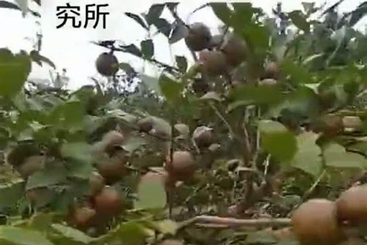 油茶树苗的种植与管理