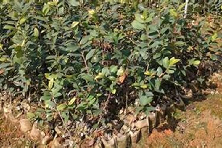油茶苗下什么肥料好呢？