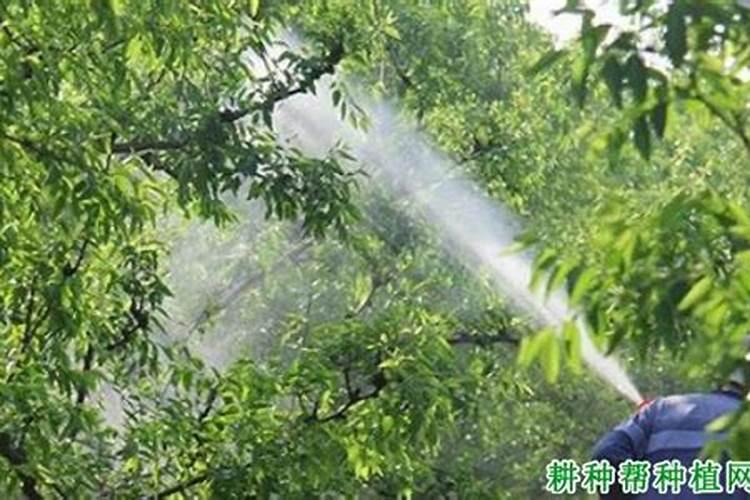 香水柠檬树的栽培方法和注意事项有哪些？