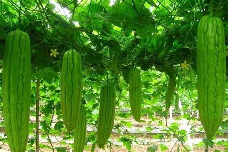 苦瓜怎么施肥