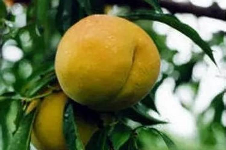 桃树施什么肥料桃子甜如何施肥效果好