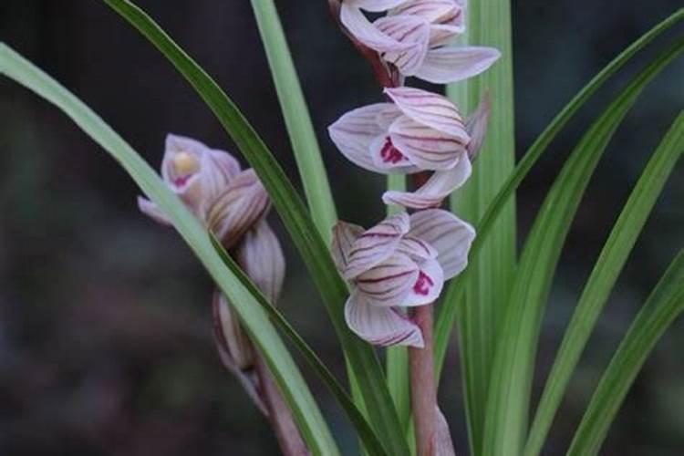 这种兰花名？