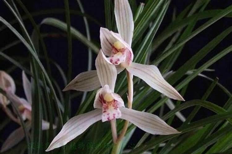 卷瓣兰的盆栽怎么养(有关卷瓣兰的养护知识)