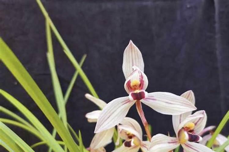 兰花一年开几次花？每年几月开花？