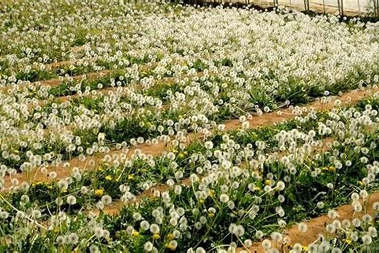 蒲公英是什么时候种植的