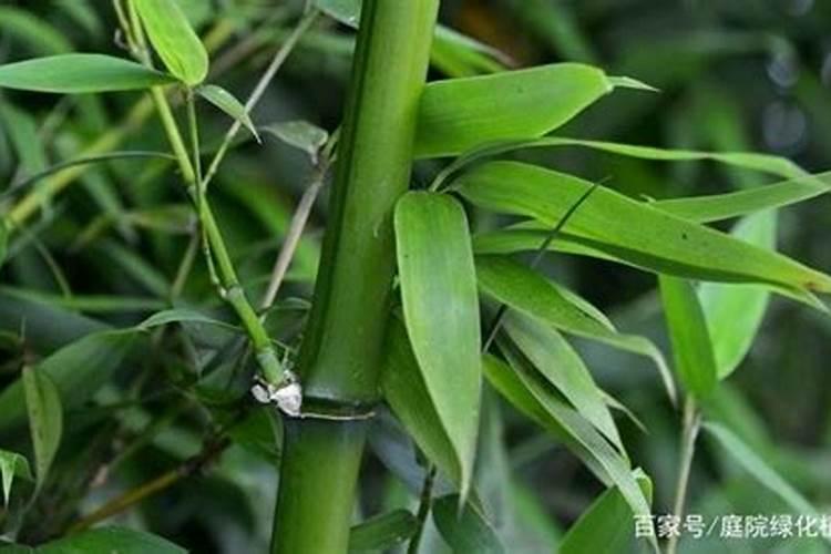 果树全年都使用水溶肥可以吗