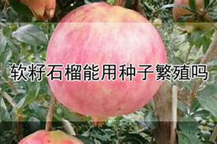 石榴结果多不多,重在管理,突尼斯软籽石榴应该如何管理呢？