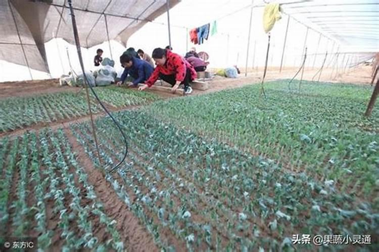 水稻氮肥施用过量了有什么后果？