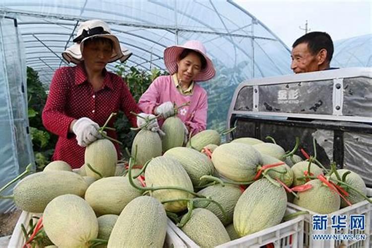 西州蜜瓜叶子不旺喷一点尿素怎么样？