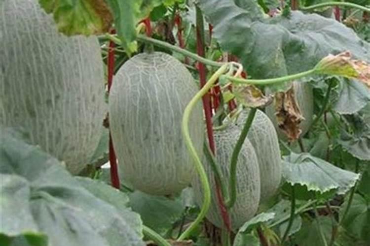 自己种植的甜瓜没有甜味,如何能有效增甜呢？
