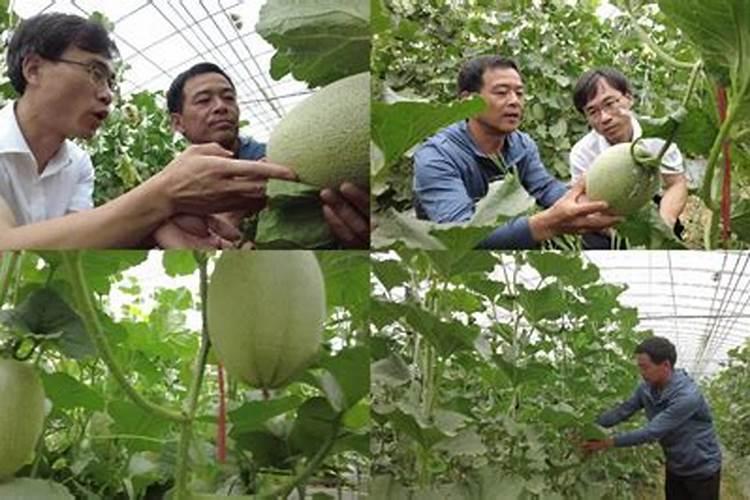 白沙蜜瓜胎泛黄,是什么原因造成的？