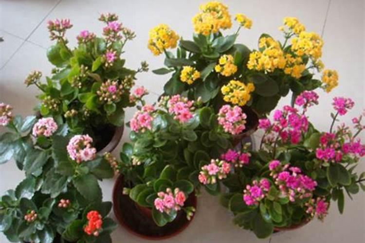 长寿花叶片大又密,打不上花苞吗？怎么能打花苞？