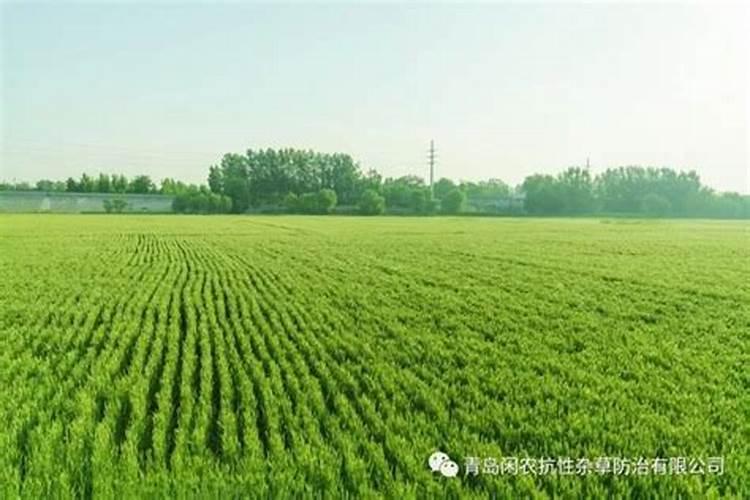 小麦追肥用什么肥料好