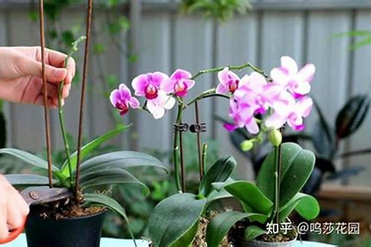 青萝卜的种植方法和时间 青萝卜的种植方法和时间是什么